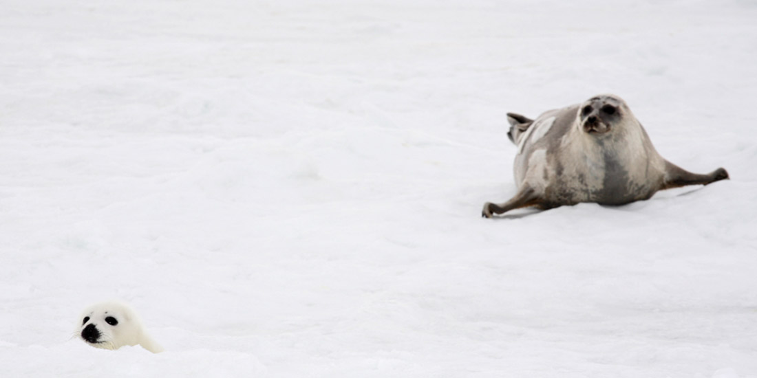 THE EU BANS THE TRADE IN SEAL PRODUCTS