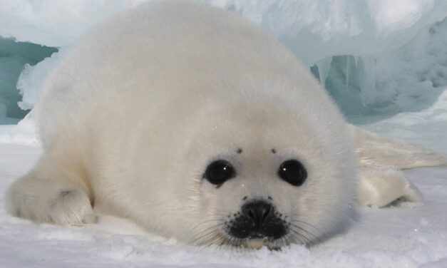 CANADIAN SEAL HUNT 2011