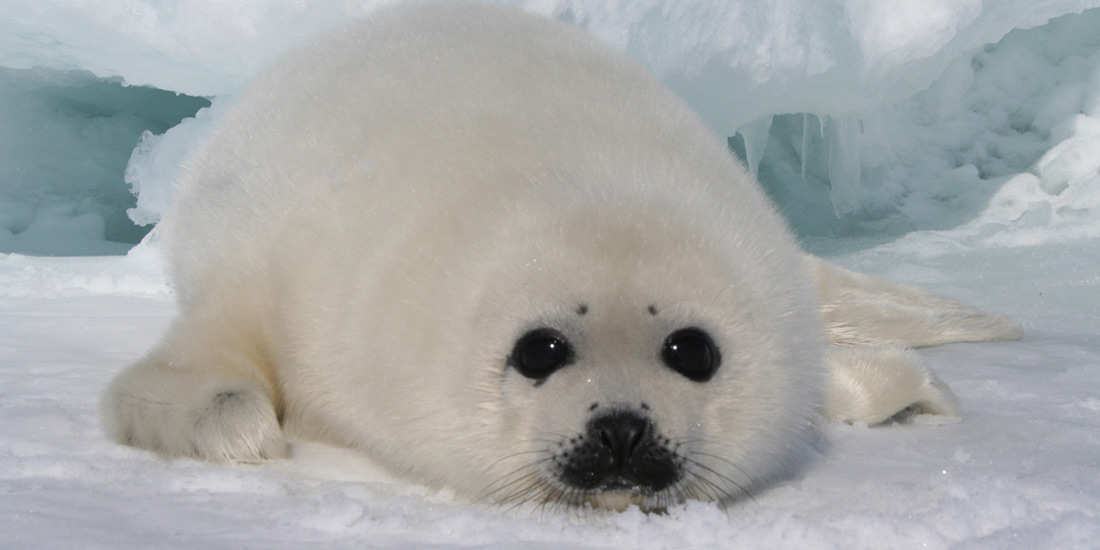 CANADIAN SEAL HUNT 2011