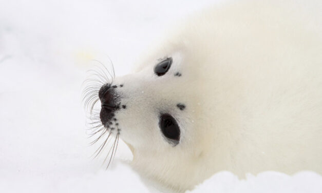 CANADA: THE ANNUAL MASSACRE OF SEALS HAS JUST BEGUN