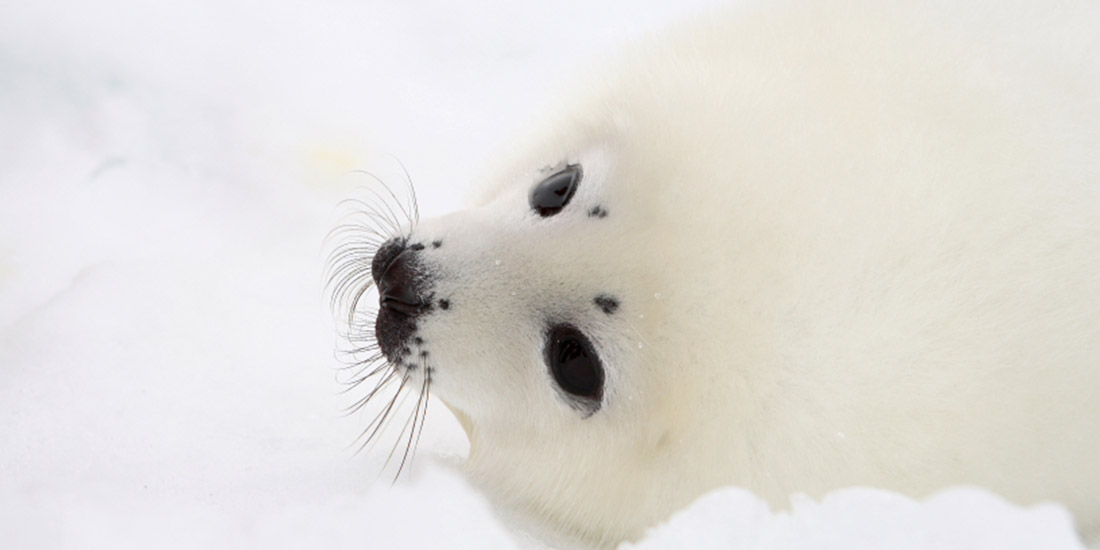CANADA: THE ANNUAL MASSACRE OF SEALS HAS JUST BEGUN