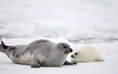 GOOD NEWS FROM NORWAY: STOP TO SUBSIDIES TO COMMERCIAL SEAL INDUSTRY