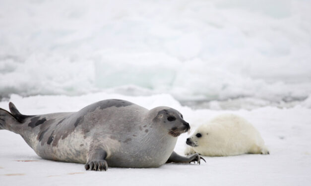 GOOD NEWS FROM NORWAY:  STOP TO SUBSIDIES TO COMMERCIAL SEAL INDUSTRY