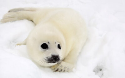 MEPS VOTE TO HALT SEAL SLAUGHTER
