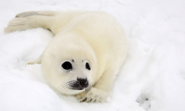 MEPS VOTE TO HALT SEAL SLAUGHTER