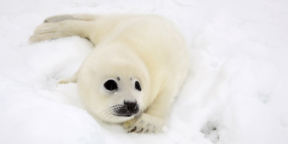 MEPS VOTE TO HALT SEAL SLAUGHTER