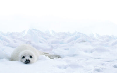 EUROPEAN COMMISSION PROPOSES TRADE BAN IN PRODUCTS FROM SEALS TO IMPROVE ANIMAL WELFAREN