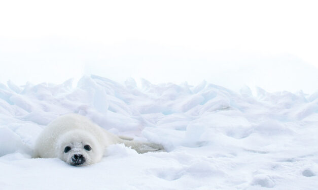 EUROPEAN COMMISSION PROPOSES TRADE BAN IN PRODUCTS  FROM SEALS TO IMPROVE ANIMAL WELFAREN