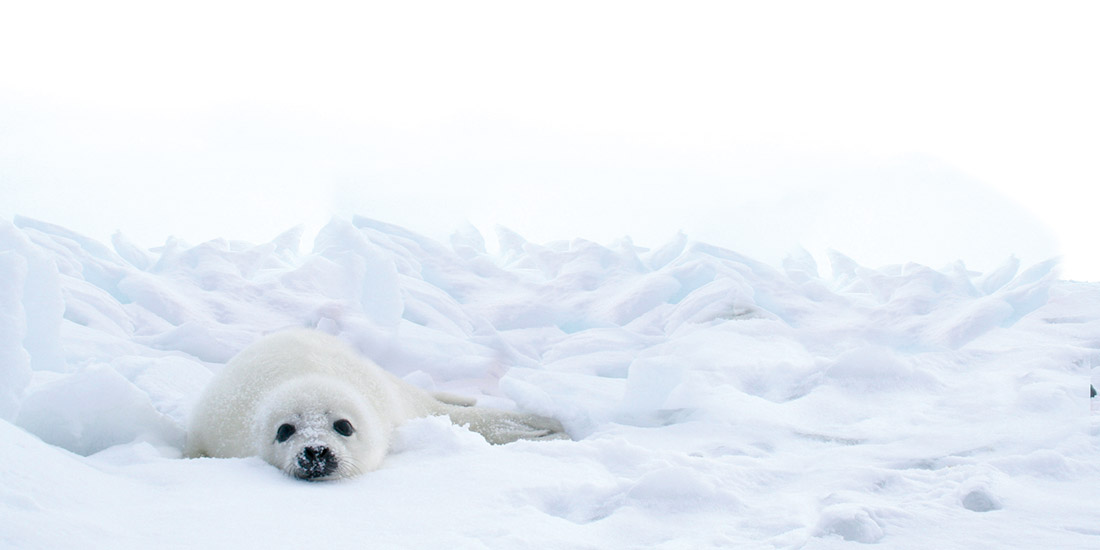 EUROPEAN COMMISSION PROPOSES TRADE BAN IN PRODUCTS  FROM SEALS TO IMPROVE ANIMAL WELFAREN