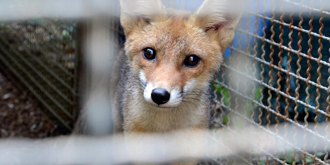 BOYCOTT THE FUR TRADE