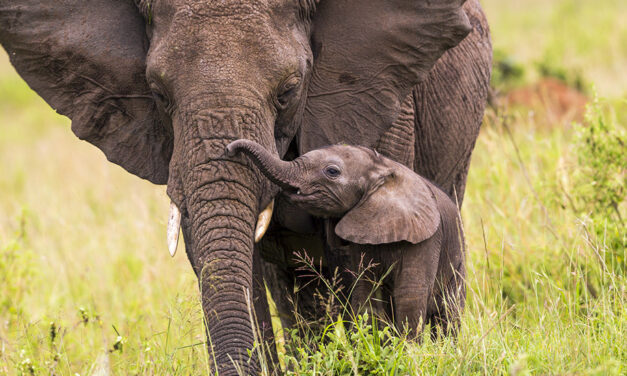 ELEPHANTS