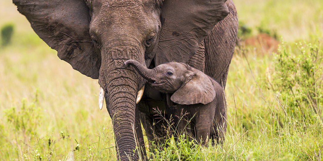 ELEPHANTS
