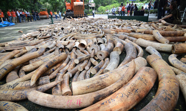 IVORY TRADE