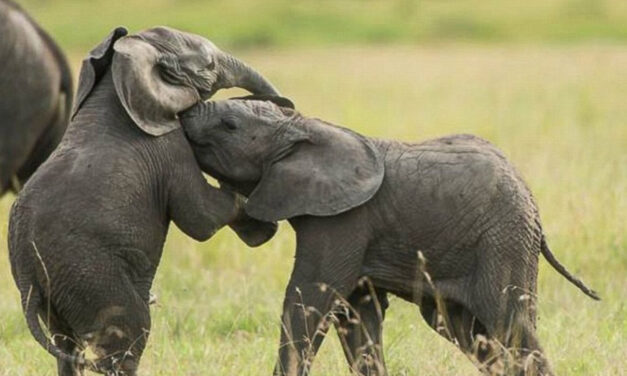 STAND FOR ELEPHANTS: WHAT YOU CAN DO