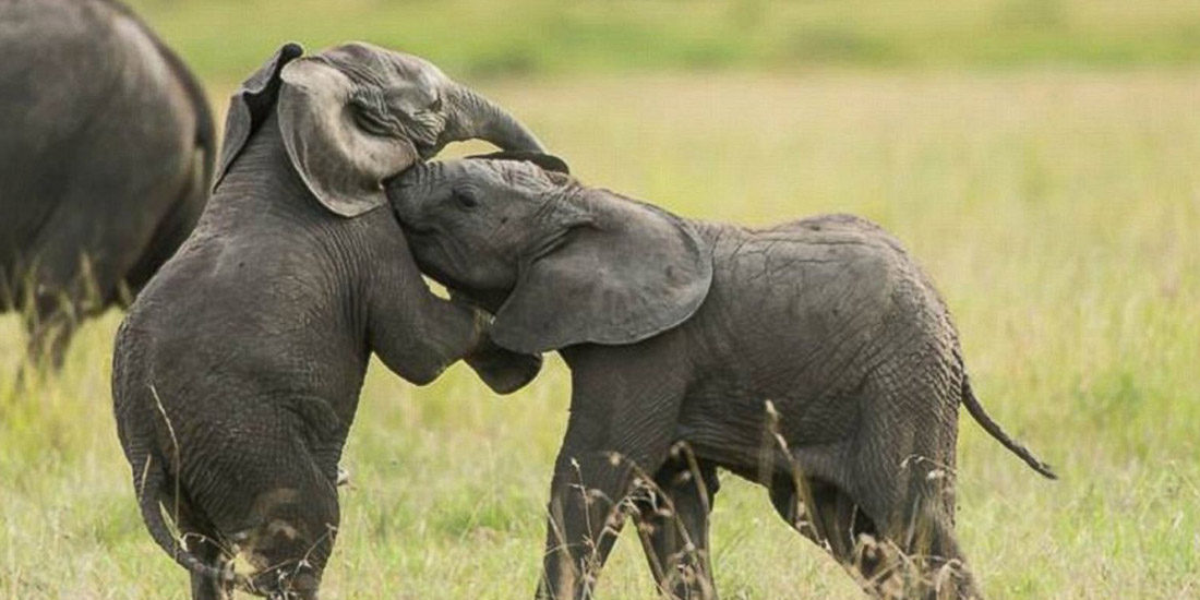 STAND FOR ELEPHANTS: WHAT YOU CAN DO