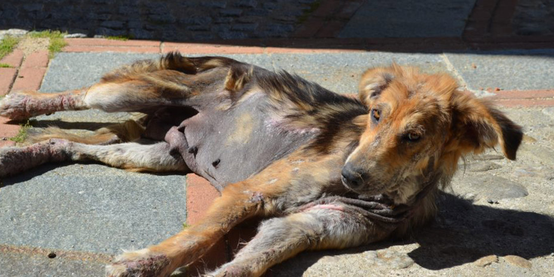 PETITION AGAINST CAT DOG MEAT TRADE