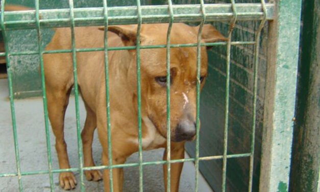 PETITION AGAINST CAT DOG MEAT TRADE