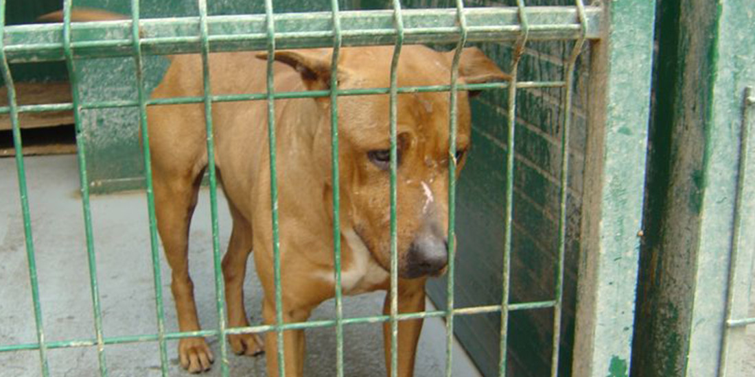 PETITION AGAINST CAT DOG MEAT TRADE