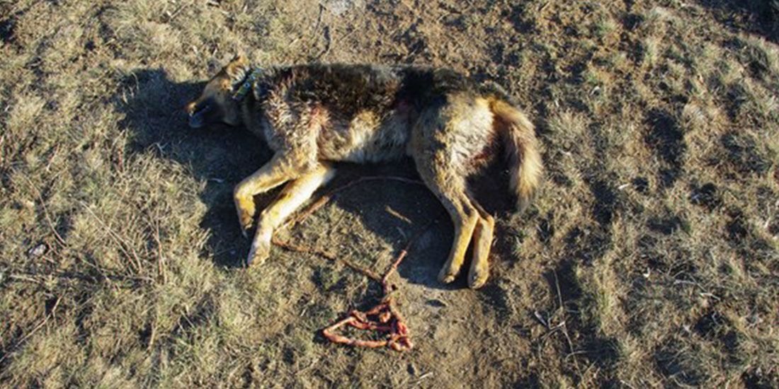 TWO DOGS KILLED NEAR GORLOVKA SHELTER FOR STRAY ANIMALS