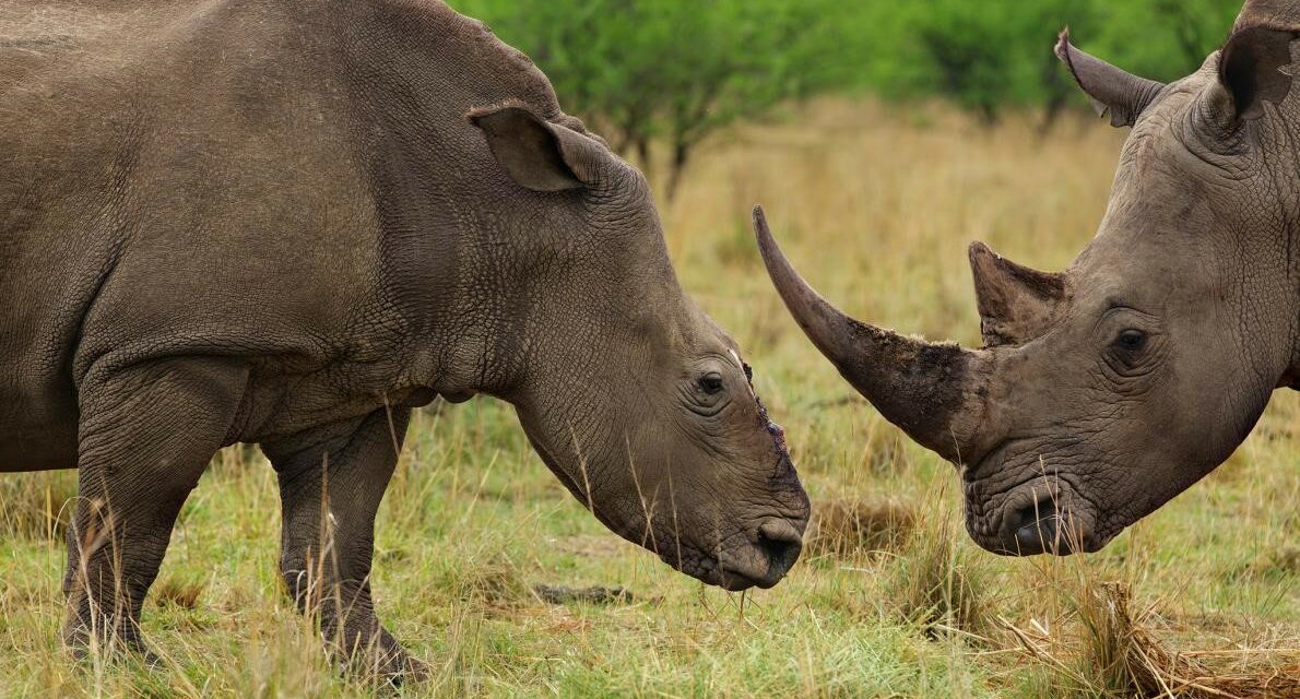 SWAZILAND – MONEY MONSTER: WHEN MONEY HAVE MORE VALUE THAN ANIMALS’ LIFE
