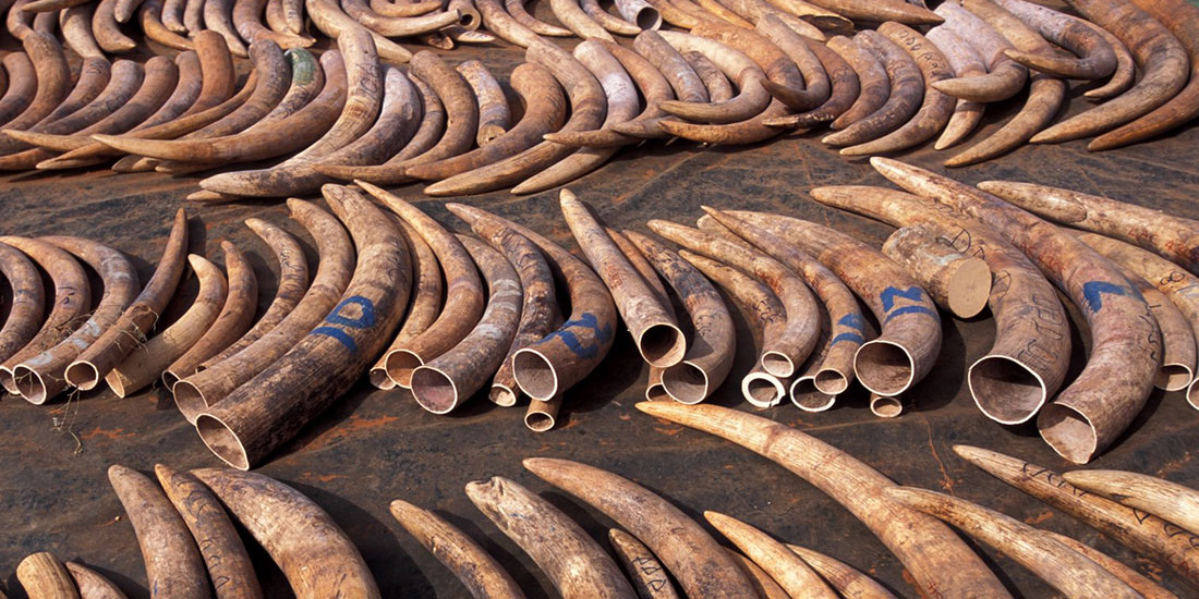 THE ELEPHANT’S SENSE OF LIFE: THE IMPORTANCE OF CURBING TANZANIAN POACHING