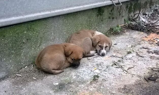 ILLEGAL FIGHTING OF DOGS AND MASS POISONING IN TIRANA: OIPA MEMBER LEAGUE ANIMAL RESCUE ALBANIA ASKS A STRONGER ANIMAL WELFARE LAW