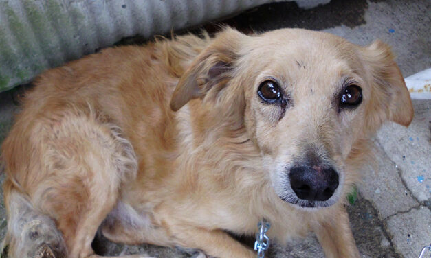 UKRAINE DOGS’ MASSACRE STILL IN PROGRESS