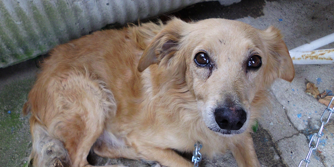 UKRAINE DOGS’ MASSACRE STILL IN PROGRESS