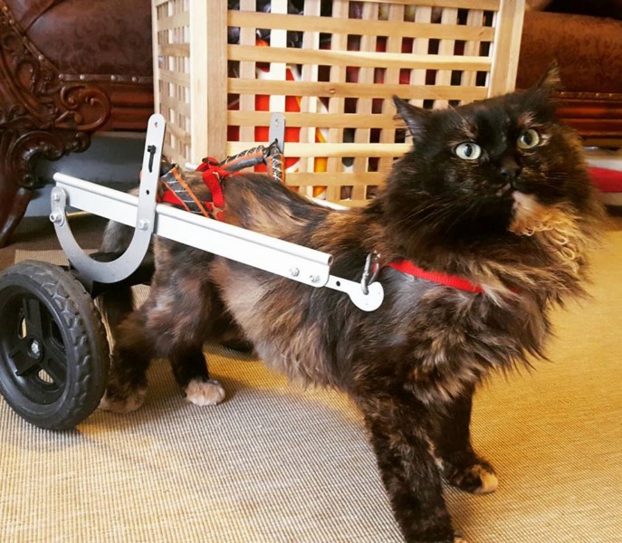 “DISABLAND”: OIPA VOLUNTEERS’ PROJECT FOR DISABLED CAT
