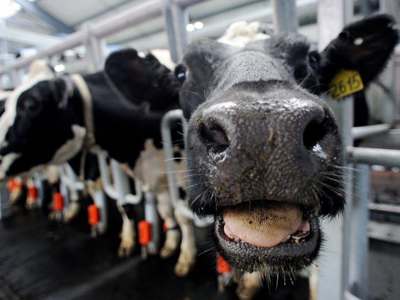 SCIENTISTS SAY THE VEGAN DIET WOULD SAVE MILLIONS OF LIVES, EUROS AND THE PLANET