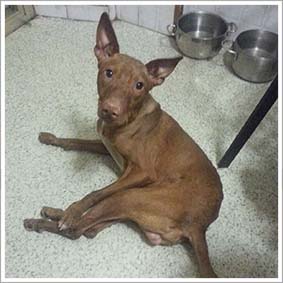 ETTORE’S DREAM? RUN AS ALL THE OTHER DOGS. YOUR OFFER? A HELP TO MAKE HIS DREAM COME TRUE