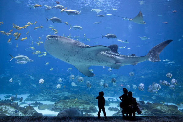 GEORGIA AQUARIUM: NO MORE DOLPHINS OR WHALES TO BE STOLEN FROM WILD