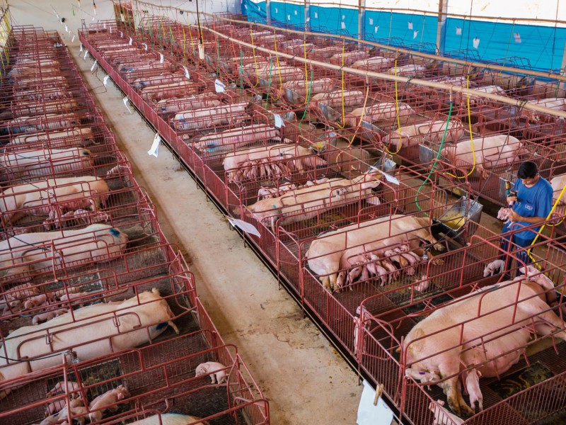 ON PIGS: ANIMALS SMARTER THAN DOGS, BUT TREATED AS VALUELESS