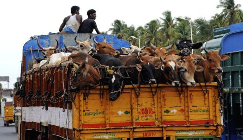 OIPA INDIA: THE FIGHT FOR ANIMAL WELFARE GOES ON