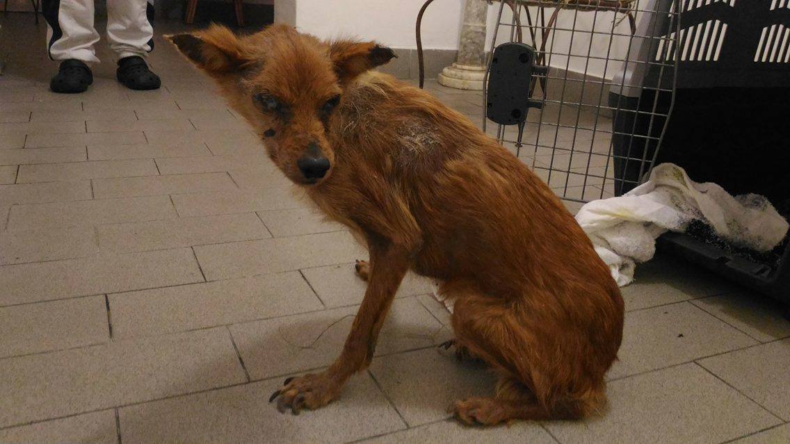 OIPA ITALY – AT 4 AM A SHOCKING PHONECALL, OIPA VOLUNTEER GETS IN HIS CAR TO RESCUE GRU, THE GHOST OF A DOG