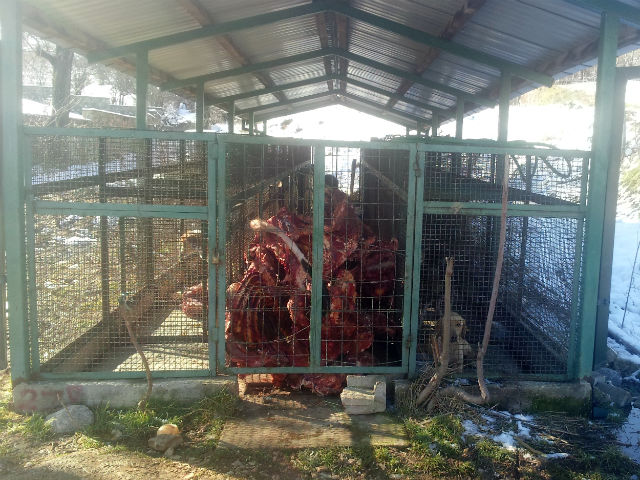 BITOLA ZOO, ZOMBIELAND FOR STRAY DOGS