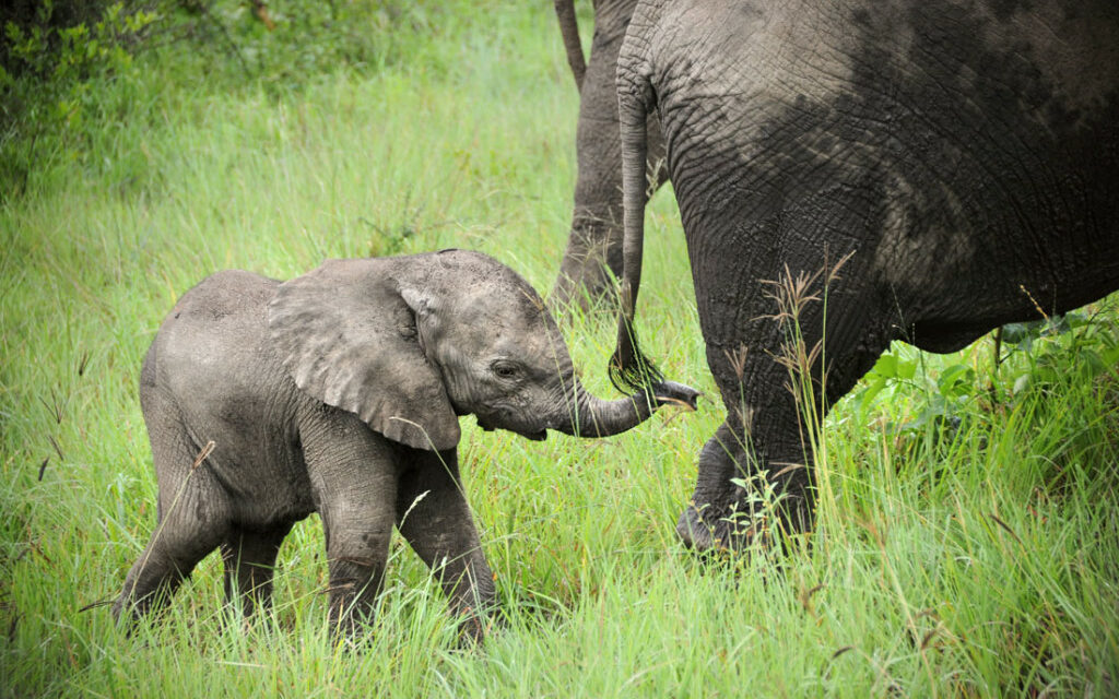 WHY IS IMPORTANT TO TAKE ACTION AGAINST POACHING NOW