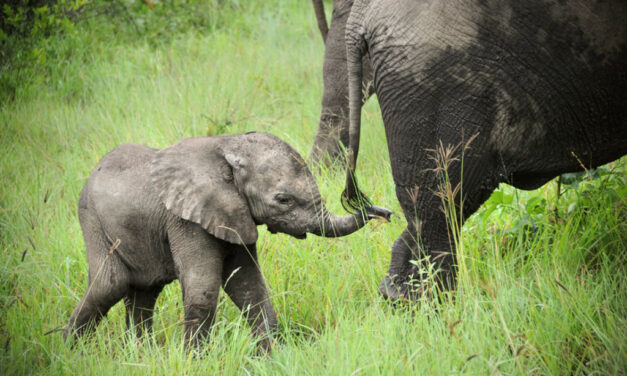 WHY IS IMPORTANT TO TAKE ACTION AGAINST POACHING NOW