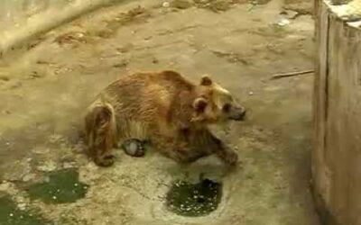BITOLA, MACEDONIA: A LAGER NAMED ZOO