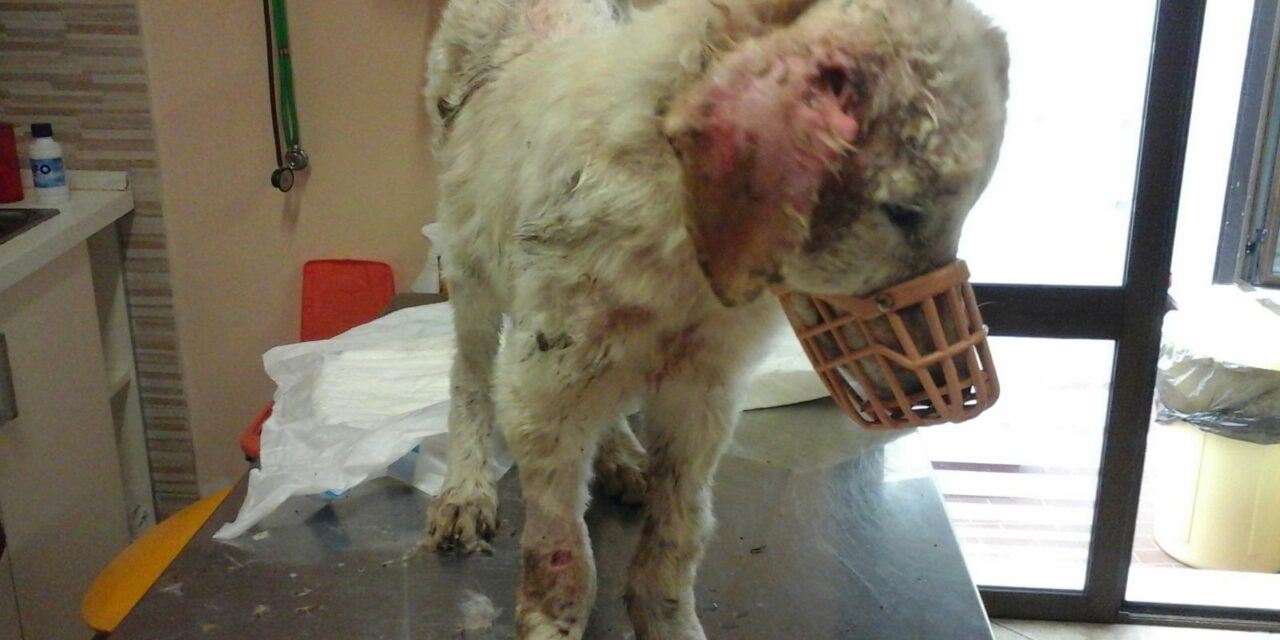 CONDAMNED TO STARVE TO DEATH, RENATO HAS BEING RESCUED BY OIPA VOLUNTEERS