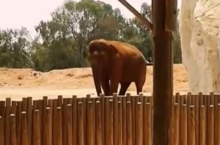 GIRL, 7, DIES AFTER BEING HIT BY ROCK THROWN BY ELEPHANT IN MOROCCO ZOO