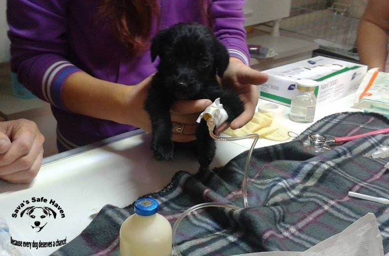 OIPA MEMBER LEAGUE SAVA’S SAFE HAVEN OFFERS FREE TREATMENTS TO ROMANIAN DOGS