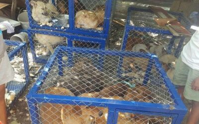 CITY OF LEZHE, ALBANIA – THE MAYOR DECIDED TO CAPTURE STRAY DOGS AND AUTHORIZED TO KILL THE SICK AND DANGEROUS ONES