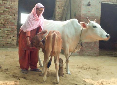 OIPA INDIA – LEGAL REQUEST TO HARYANA GOVERNMENT TO PROTECT STRAY ANIMALS AND COWS