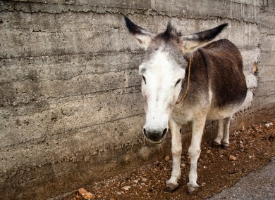 BURKINA FASO – DONKEY SKIN TRADE