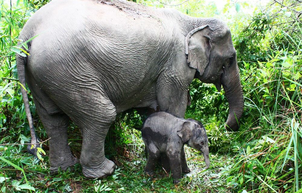 OIPA INDIA – AFTER THE REQUEST OF OIPA DELEGATION THE ASIAN ELEPHANTS HAS BEEN ACCORDED HIGHEST PROTECTION IN INDIA
