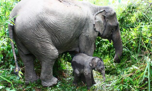 OIPA INDIA – AFTER THE REQUEST OF OIPA DELEGATION THE ASIAN ELEPHANTS HAS BEEN ACCORDED HIGHEST PROTECTION IN INDIA