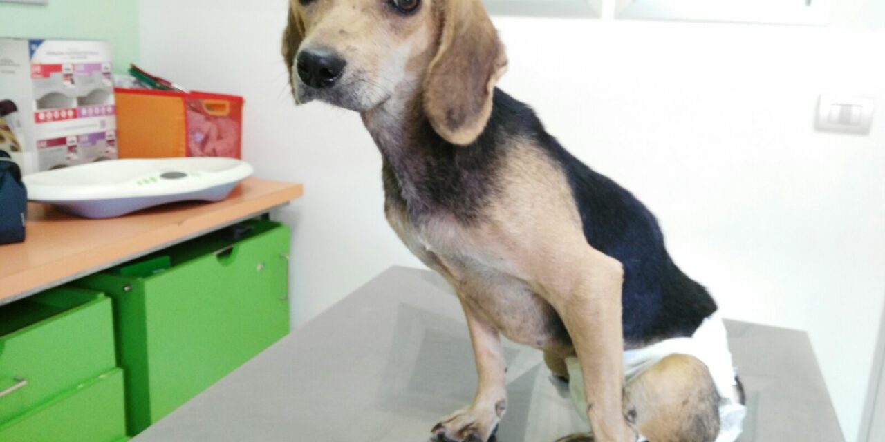 THE NEW LIFE OF SNOOPY: THANKS TO YOURS DONATIONS SNOOPY HAS BEEN CURED. NOW HE IS BETTER AND HE HAVE FOUND A SPECIAL ADOPTION