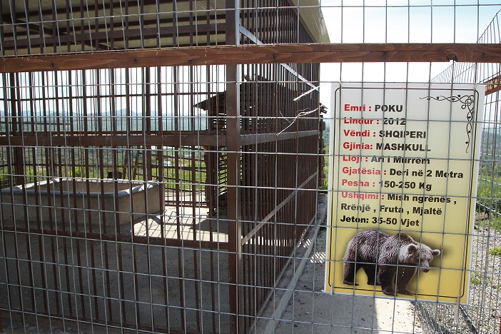 SAD NEWS: BALU IS DISAPPEARED!