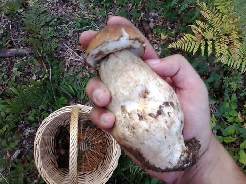 MUSHROOMS, AN AUTUMN PASSION